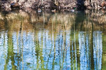ducks and tree reflection in forest pond in spring day
