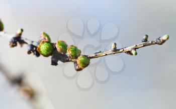green cones on larch tree twig close up in spring