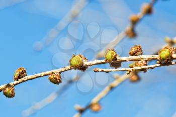 young cones on larch tree twig with blue spring sky background