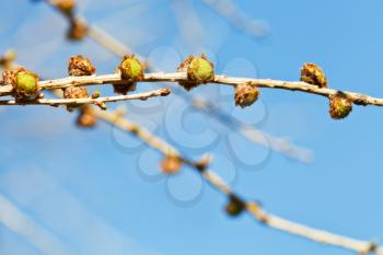 green buds on larch tree twig close up with blue spring sky background