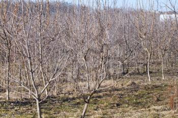 bare apple trees in fruit orchard in early spring