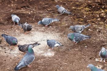 urban pigeons peck grains in spring