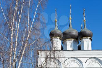 white birch and white walls of russian church (Church of St. Nicholas in Tolmachi, Moscow)