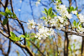 sprig of blossoming cherry in sunny spring day