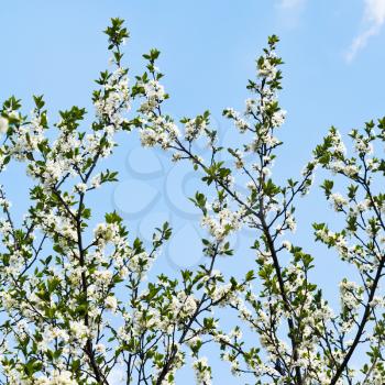 many twigs of cherry blossoms on blue sky background