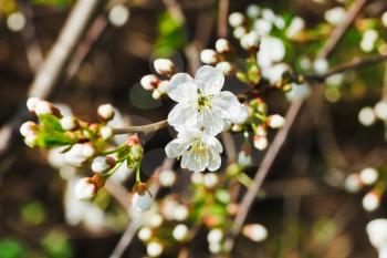 sprig of white blossoming cherry in spring garden