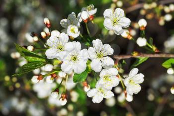 branch of white blossoming cherry in spring garden