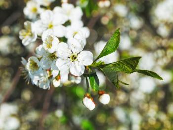 white flowers of cherry tree close up in spring