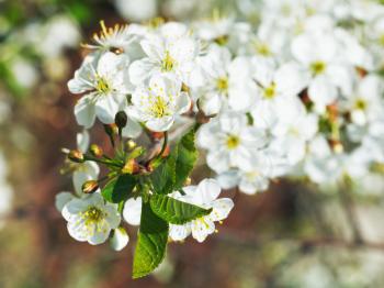white flowers on cherry tree twig close up in spring