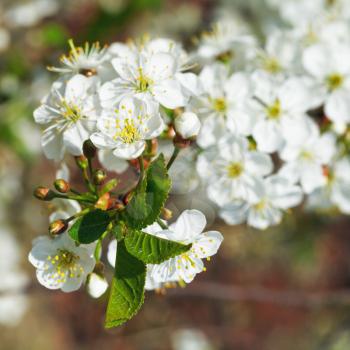 white flowers on cherry tree sprig close up in spring