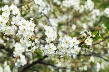 twig of white flowering cherry in spring garden