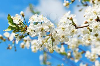 twig of cherry blossoms and white cherry flowers in sunny spring day