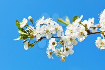 branch of blossoming cherry on blue sky background