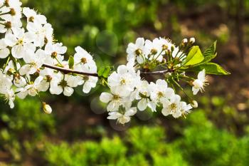 sprig of white cherry blossoms in spring forest