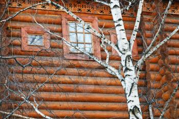 white birch tree near wooden log house in Russia in spring day