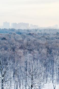 frozen dawn over city park in winter, Moscow