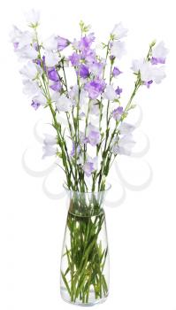 bouquet of campanula bellflower in glass vase isolated on white background