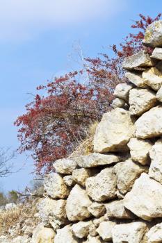 red hawthorn tree on fortified wall ancient town chufut-kale in autumn, crimea