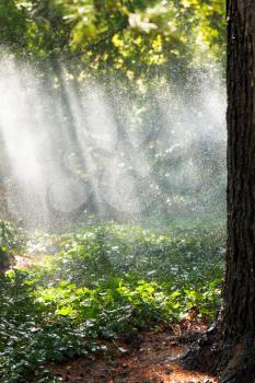 heavy rain in forest in sunny autumn day, Crimea