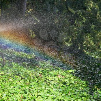 rainbow during rain in garden in sunny autumn day, Crimea