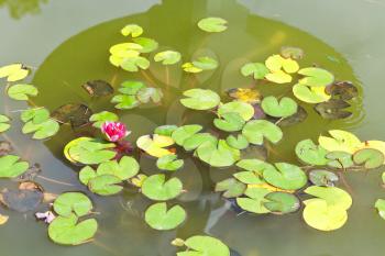 pink water lily plant with green leaves in pond in in Nikitsky Botanical Garden, Crimea