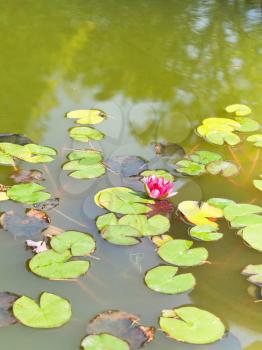 pink water lily plant with green leaves in pond