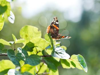 red admiral butterfly on green leaves close up