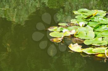 white water lily plant with green leaves in pond