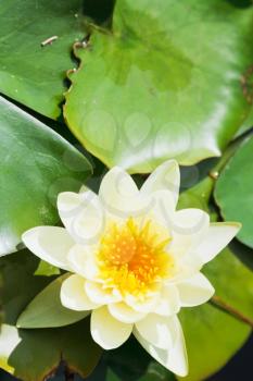 white water lily bloom with green leaves