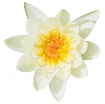 white water lily flower close up isolated on white background