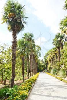 palm alley in Nikitsky Botanical Garden, Crimea
