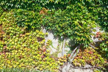 old wall shrouded by ivy foliage in autumn in Massandra palace garden