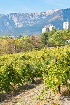 vineyard in Massandra district of south coast of Crimea in autumn