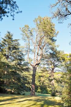 sequoia redwood tree in sunny autumn day