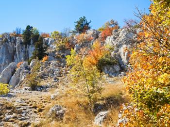 yellow trees on slope Ai-Petri mountain in autumn, Crimea