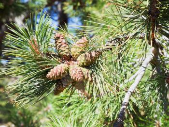 cones of crimean pine tree close up in sunny autumn day