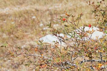 brier bush on mountain plateau Ai-Petri in Crimea in sunny autumn day