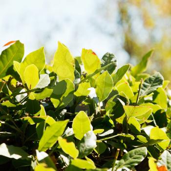 fresh leaves of laurel tree (laurus nobilis) close up outdoors