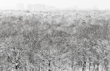 above view of snowbound forest and urban buildings in winter snowfall