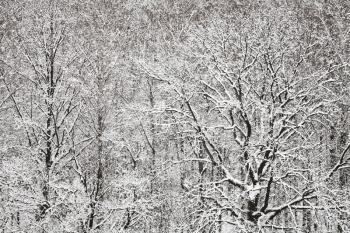 above view of snowbound oak and birch woods in winter snowfall