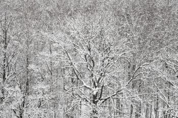 above view of snow oak and birch woods in winter snowfall