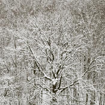 above view of snowbound oak in forest after winter snowfall
