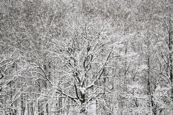 above view of snow oak and birch forest in winter snowfall