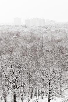 above view of snowbound forest and city in winter snowfall