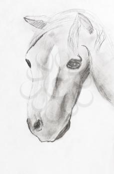 child's drawing - horse head by lead pencil