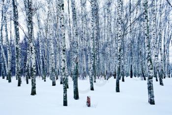 frozen birch forest in cold winter day