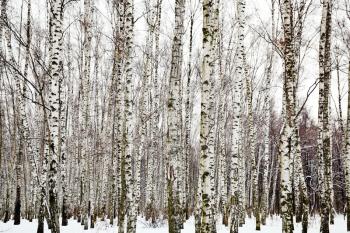white birch woods in cold winter day