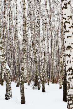 white birch trees in snow covered woods