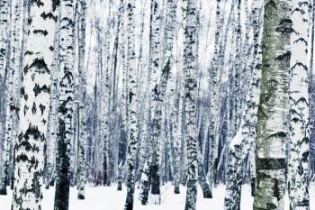 natural background from frozen birchwood in winter