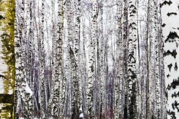 natural background from bare birch trees in winter